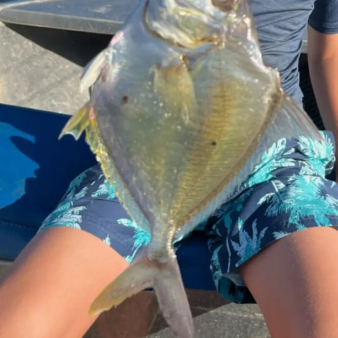 The most recent Largespotted dart catches on Fishbrain