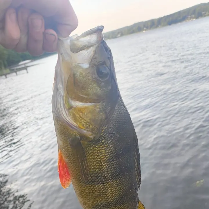 European perch caught on Fishbrain