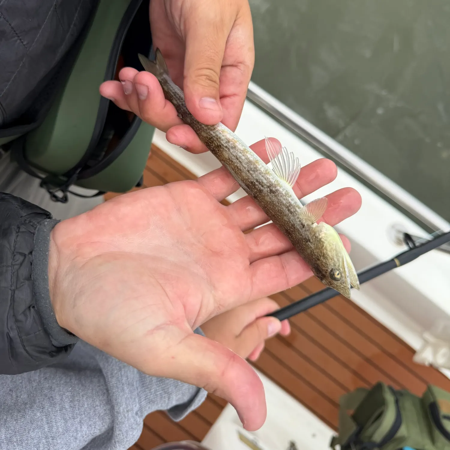 Inshore lizardfish caught on Fishbrain