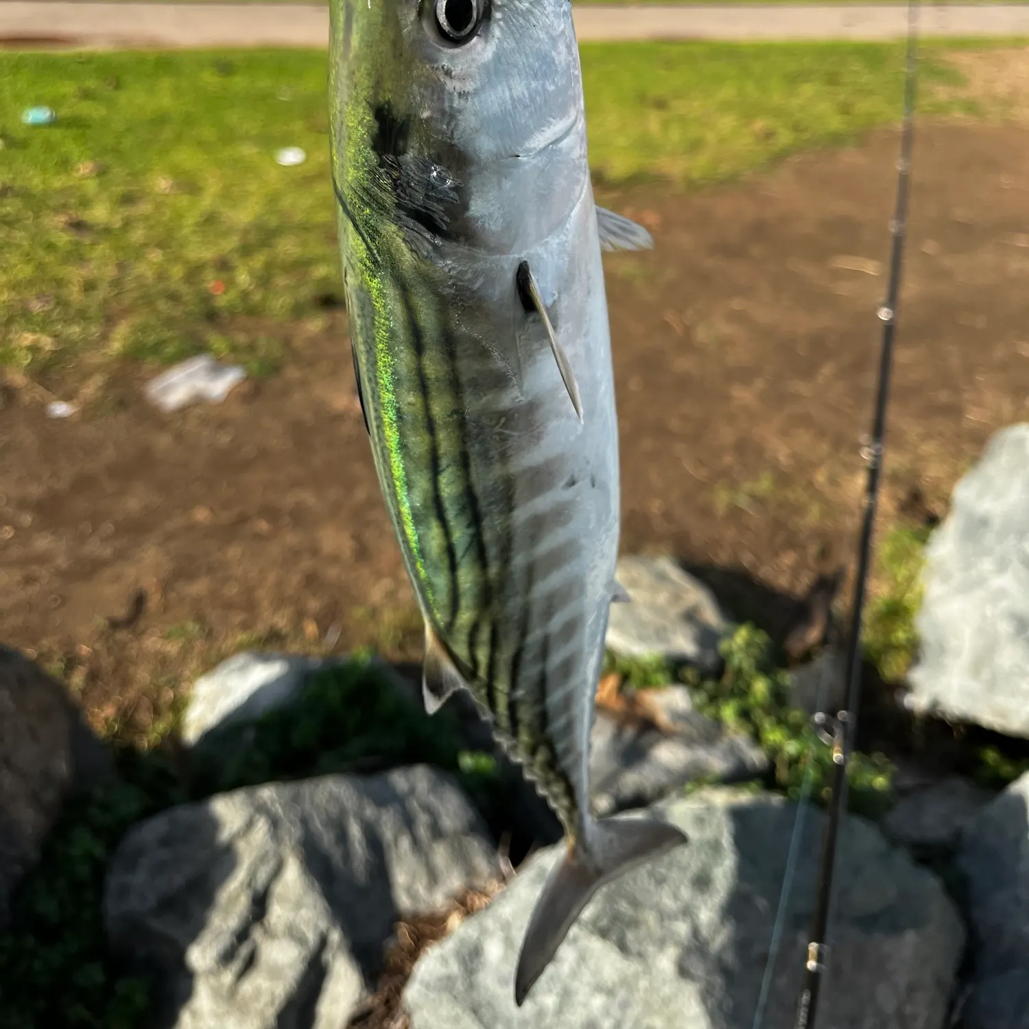 Pacific bonito caught on Fishbrain