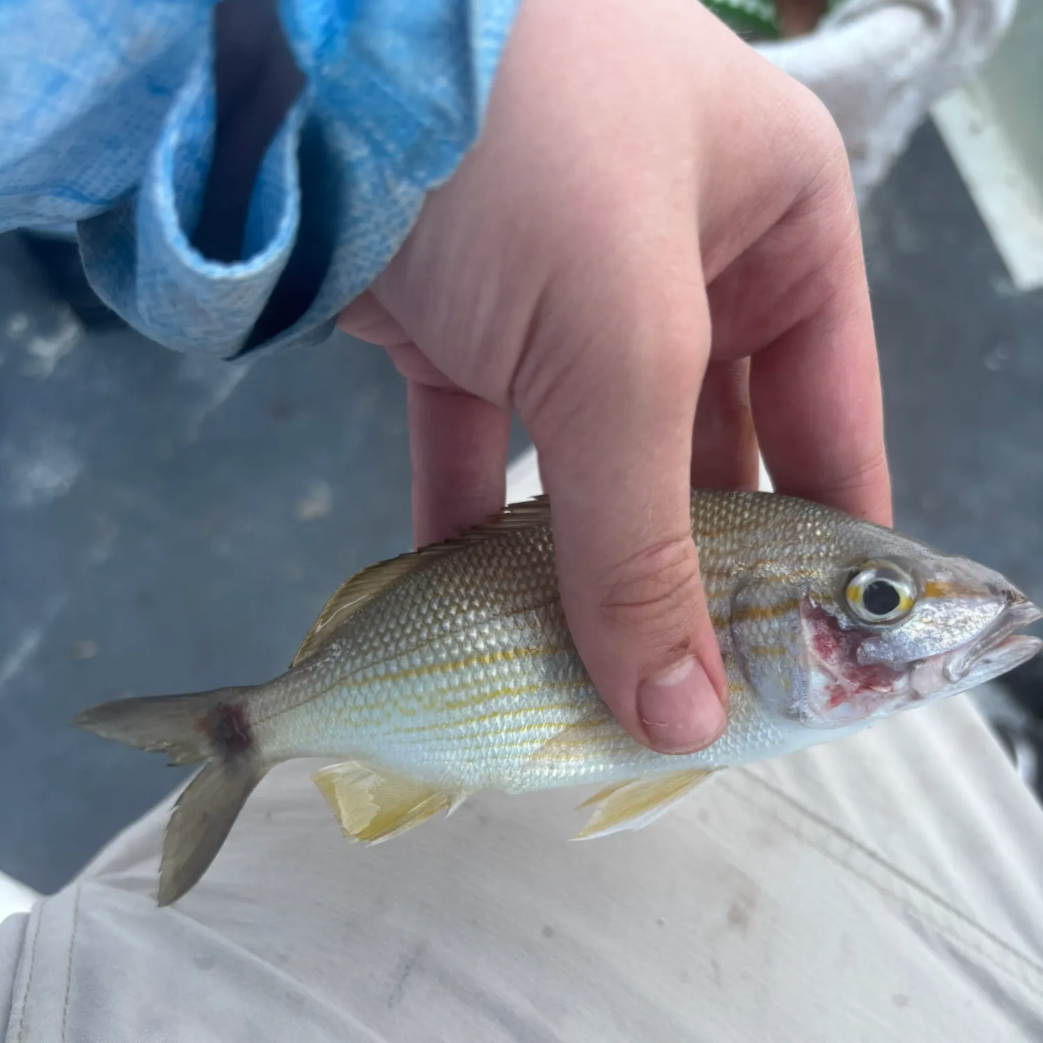 The most recent Tomtate grunt catches on Fishbrain