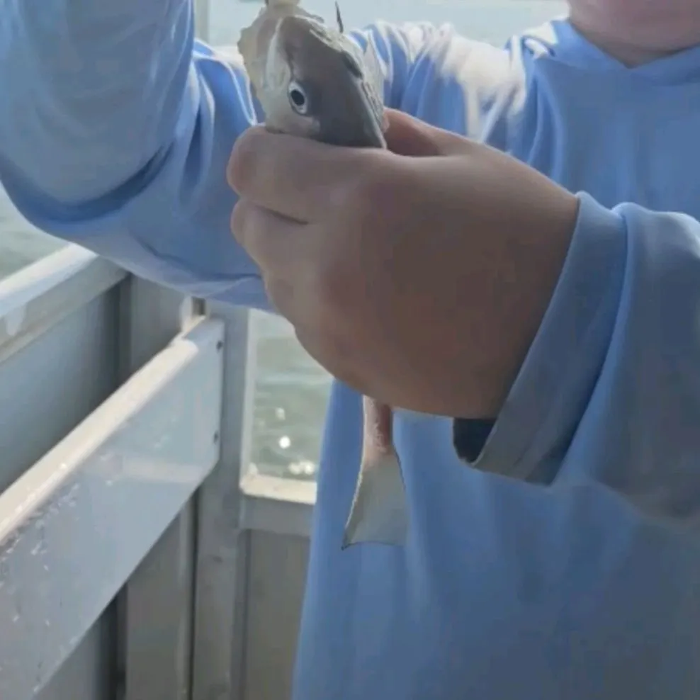 The most recent Spot croaker catches on Fishbrain