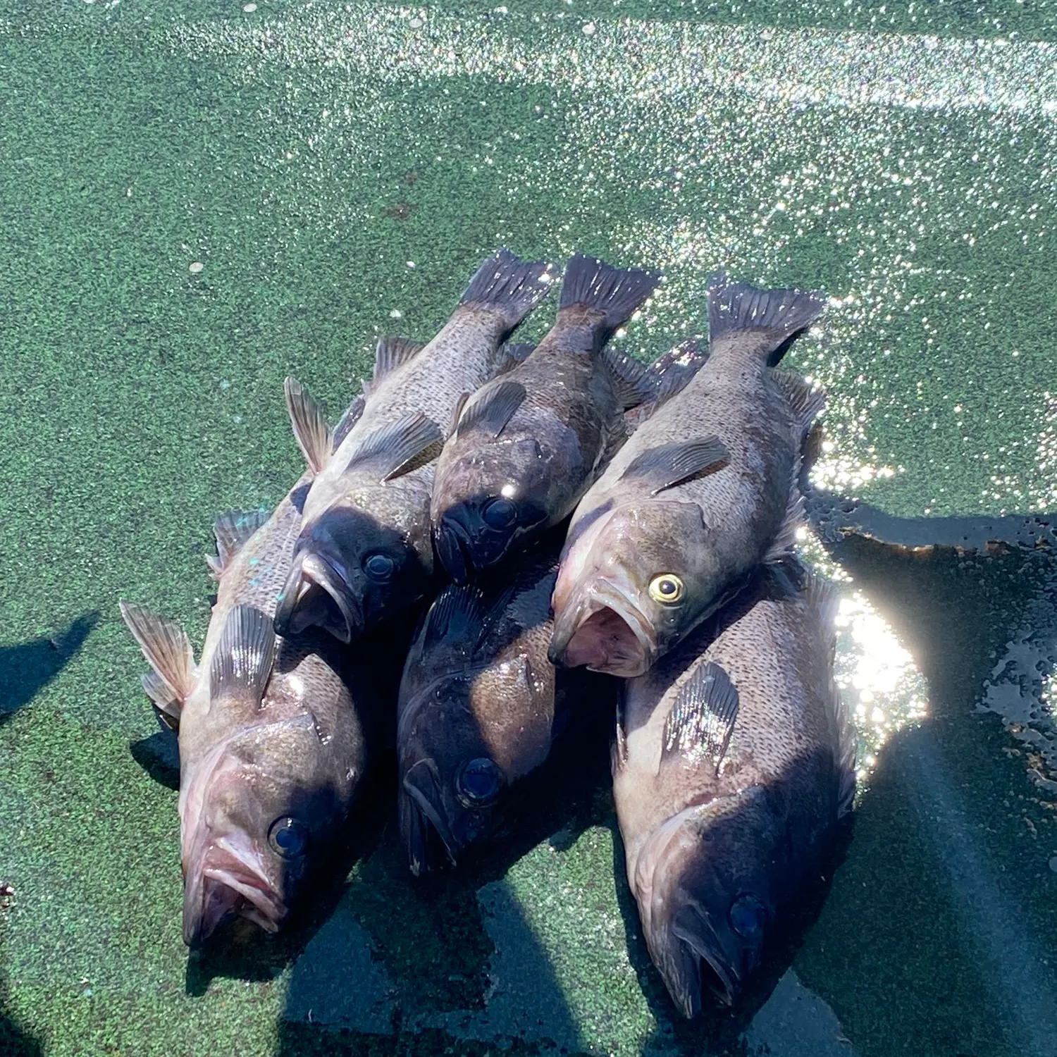 recently logged catches