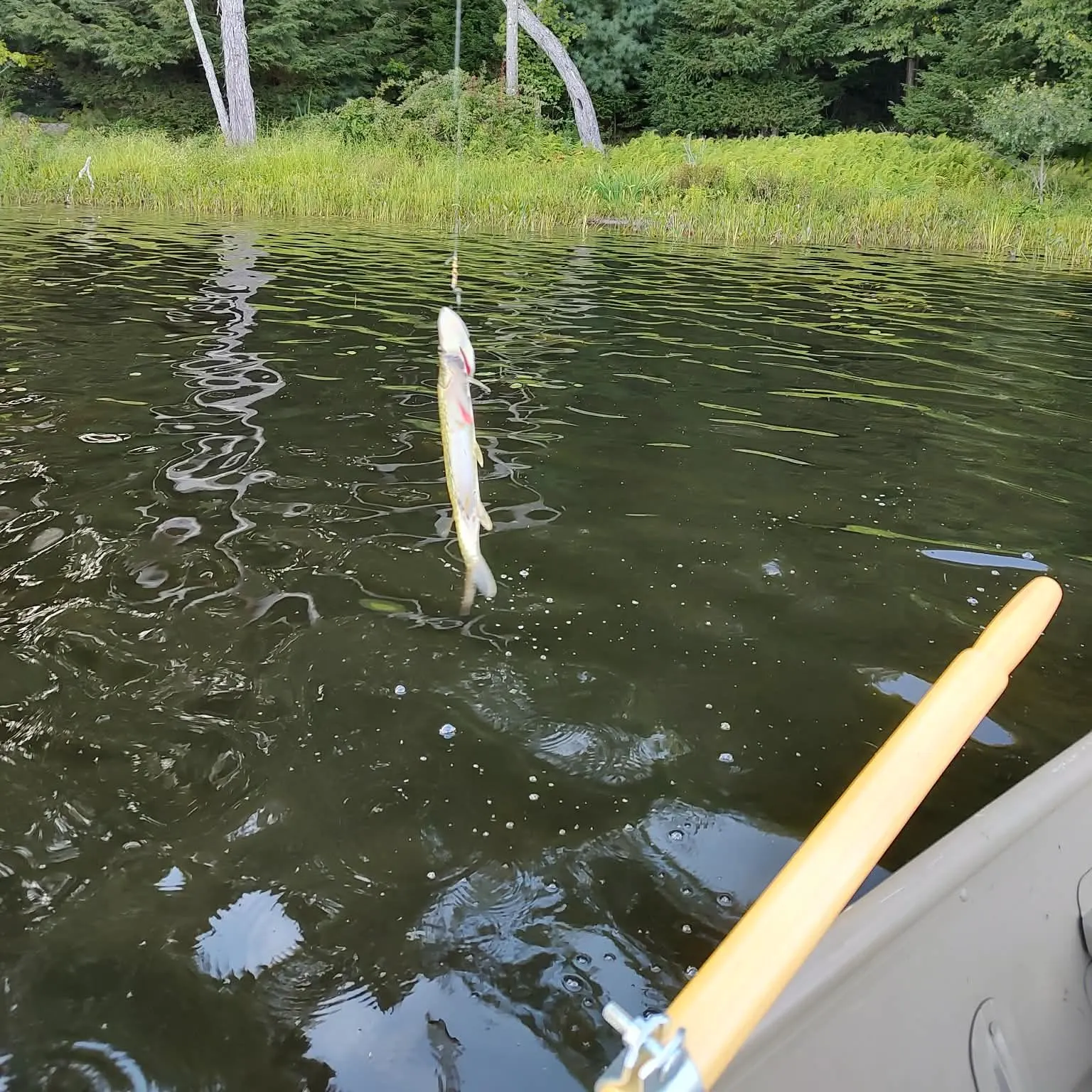 Chain pickerel caught on Fishbrain
