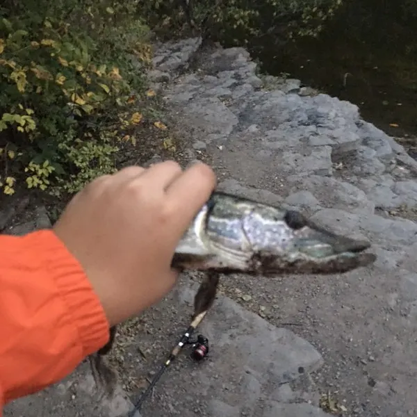 Northern pike caught on Fishbrain
