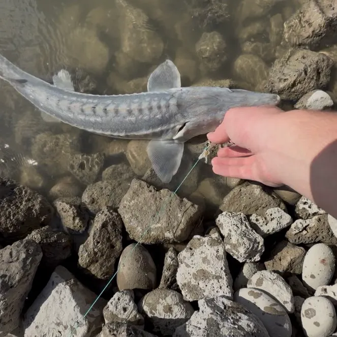 White sturgeon caught on Fishbrain