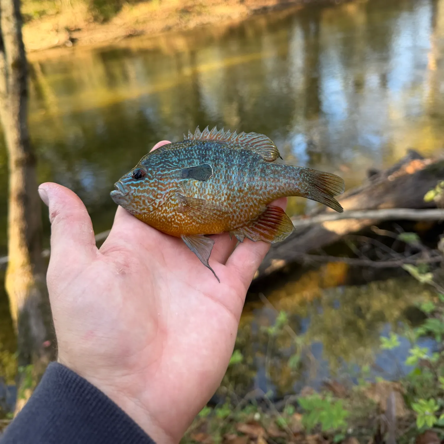 Longear sunfish caught on Fishbrain