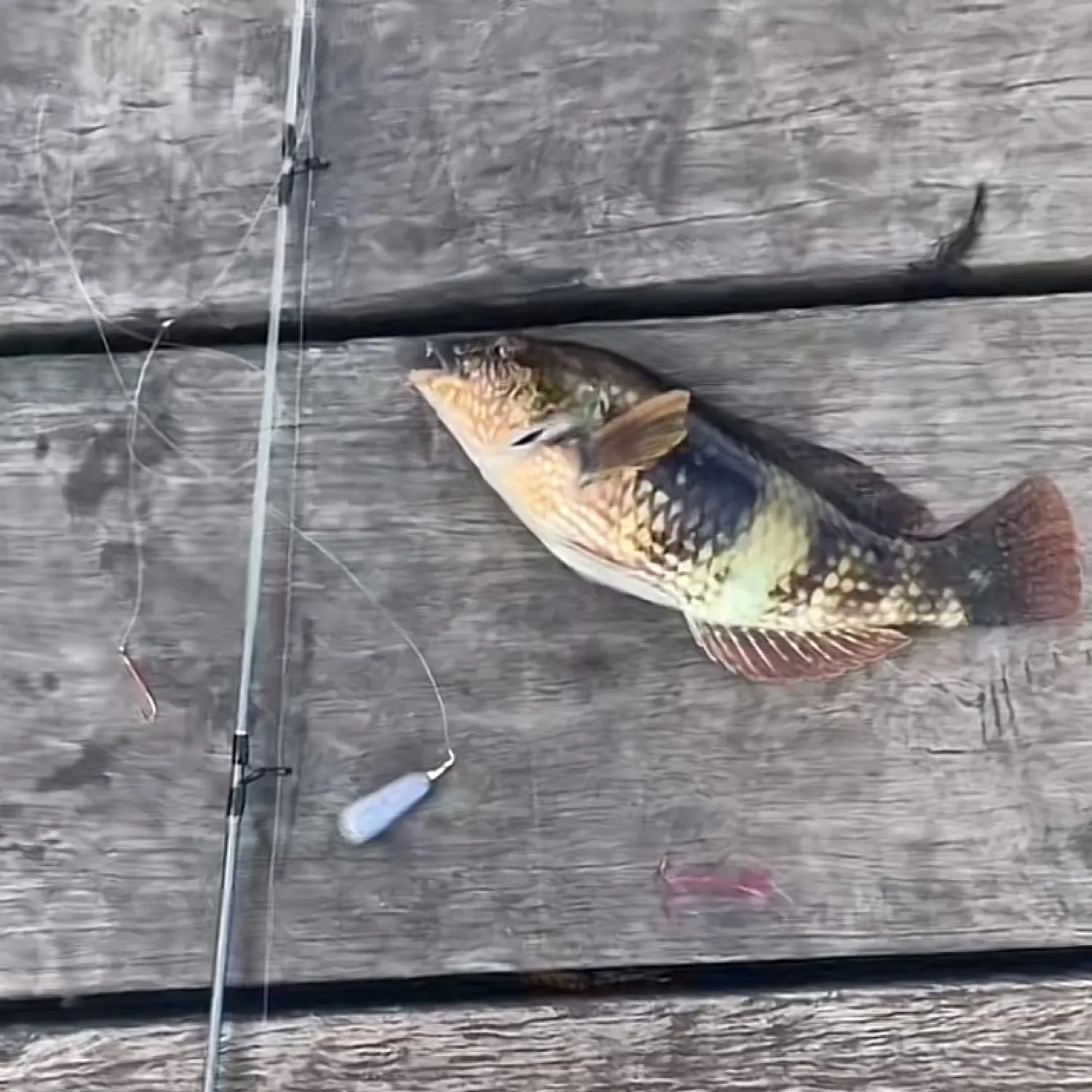 recently logged catches