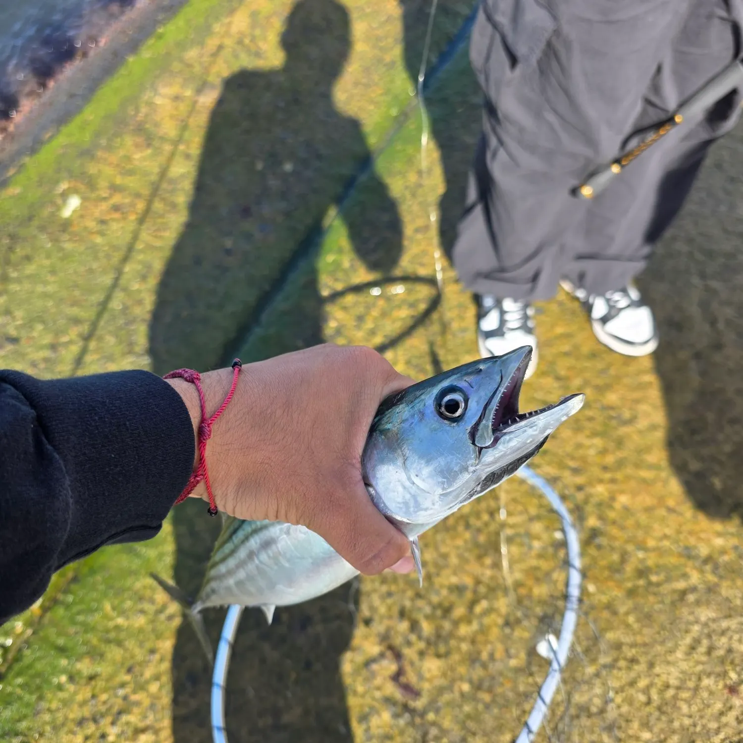 The most recent Pacific bonito catches on Fishbrain