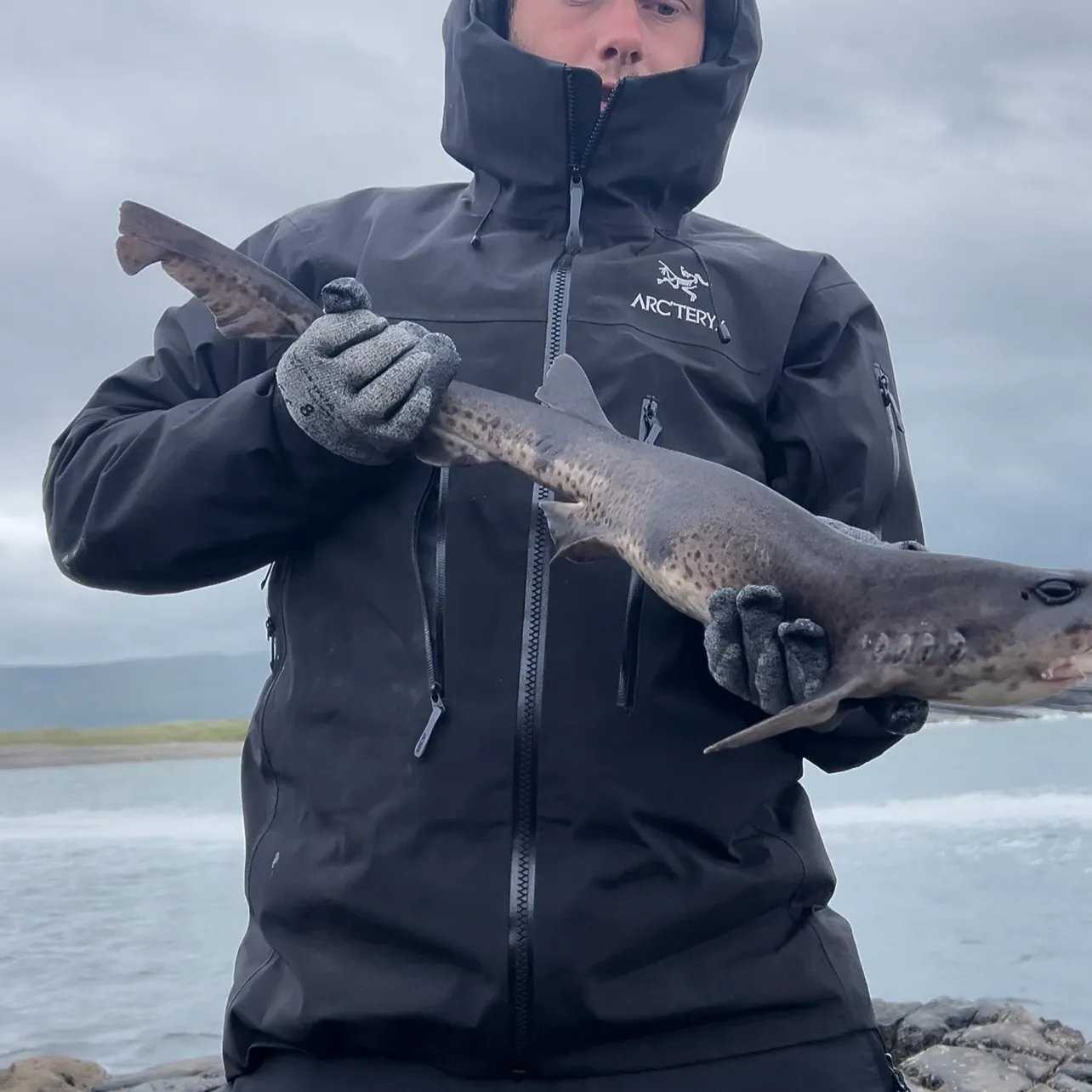 The most recent Lesser spotted dogfish catches on Fishbrain