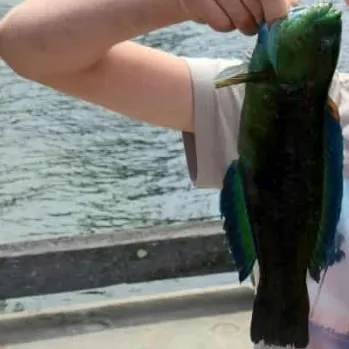 The most recent Ember parrotfish catches on Fishbrain