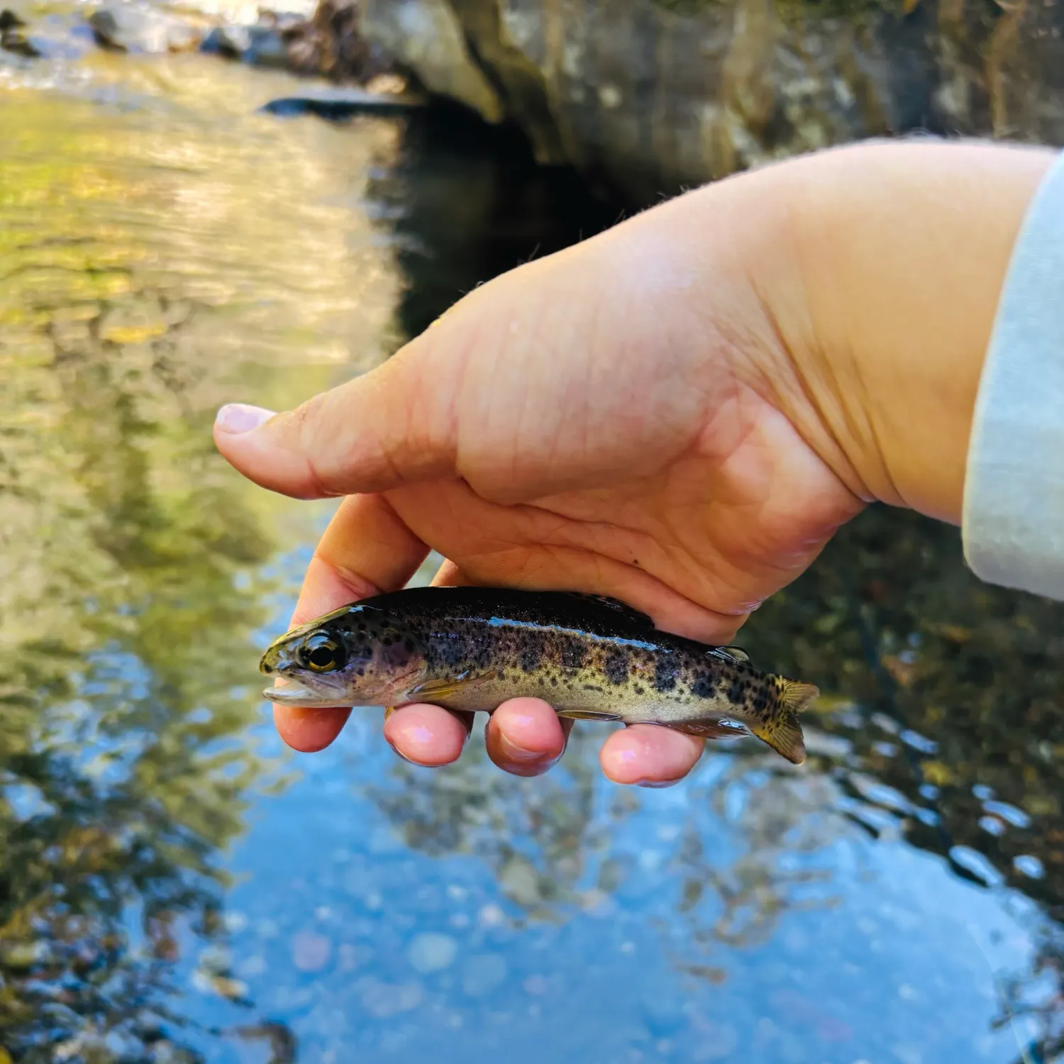 Rainbow trout caught on Fishbrain