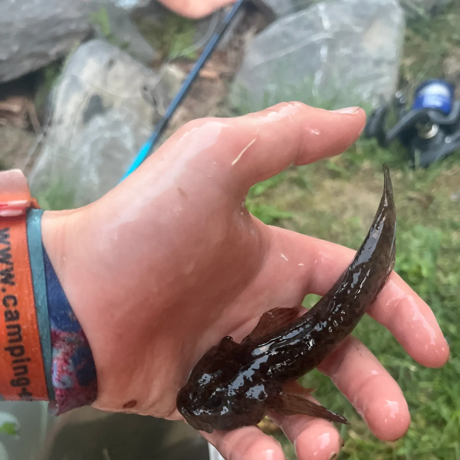 Shorthorn sculpin caught on Fishbrain