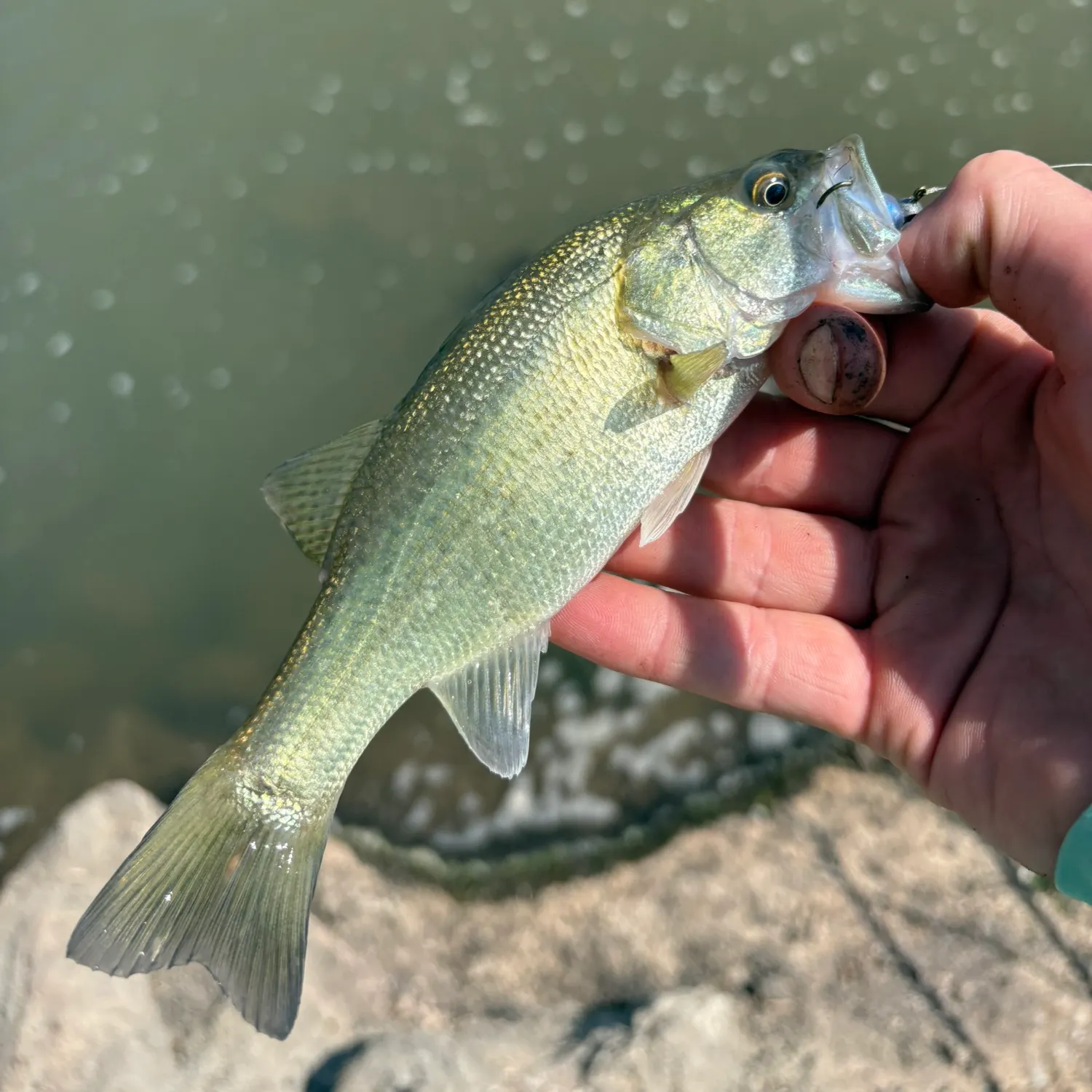 Largemouth bass caught on Fishbrain