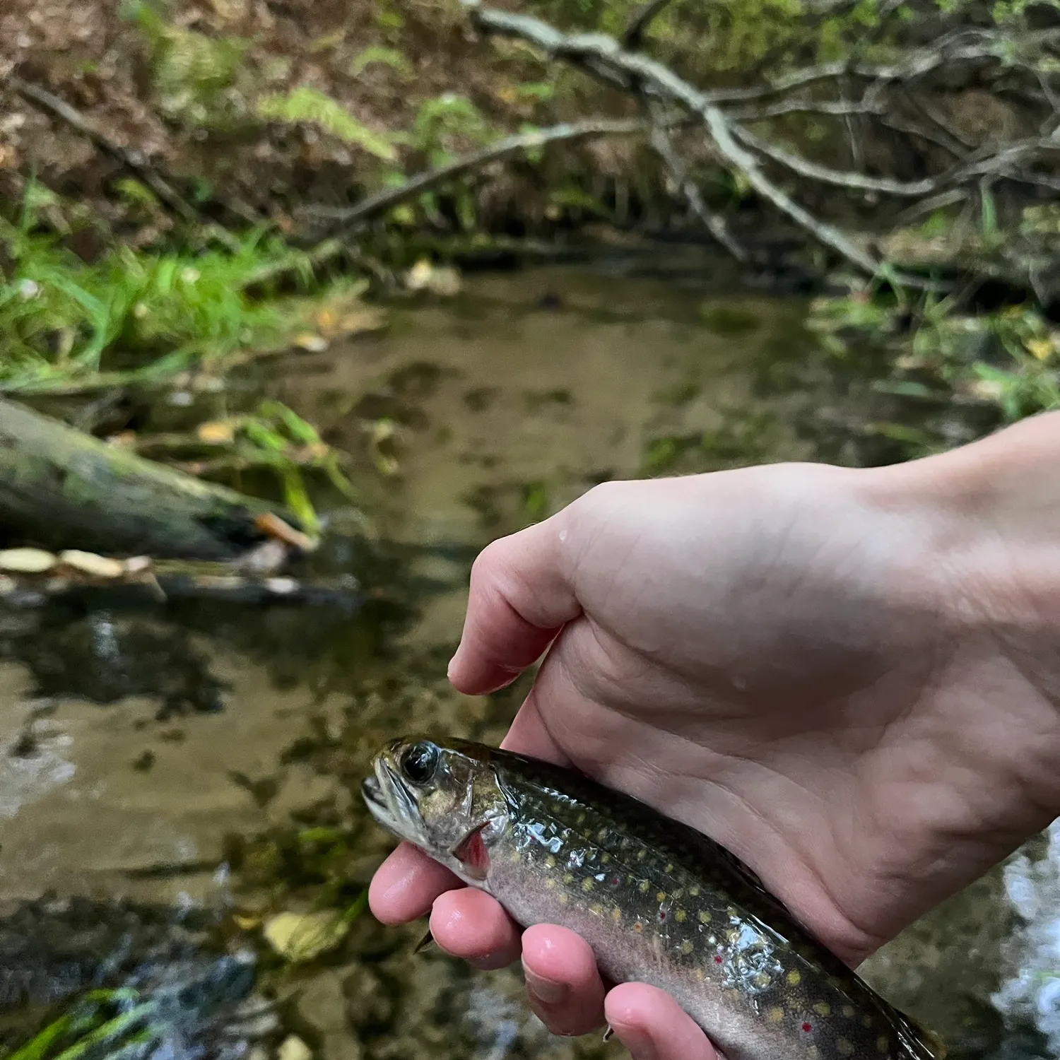 Brook trout caught on Fishbrain