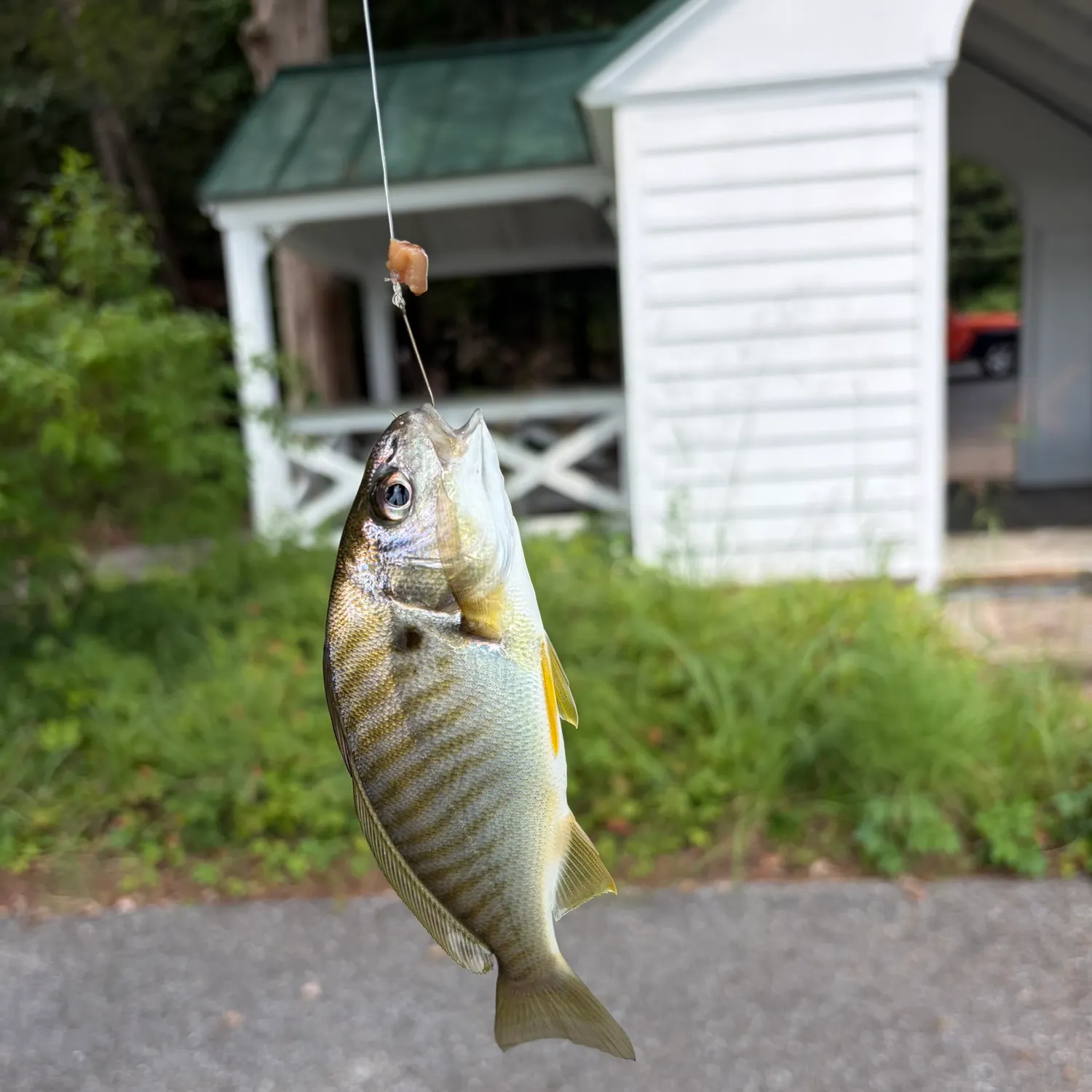 Spot croaker caught on Fishbrain