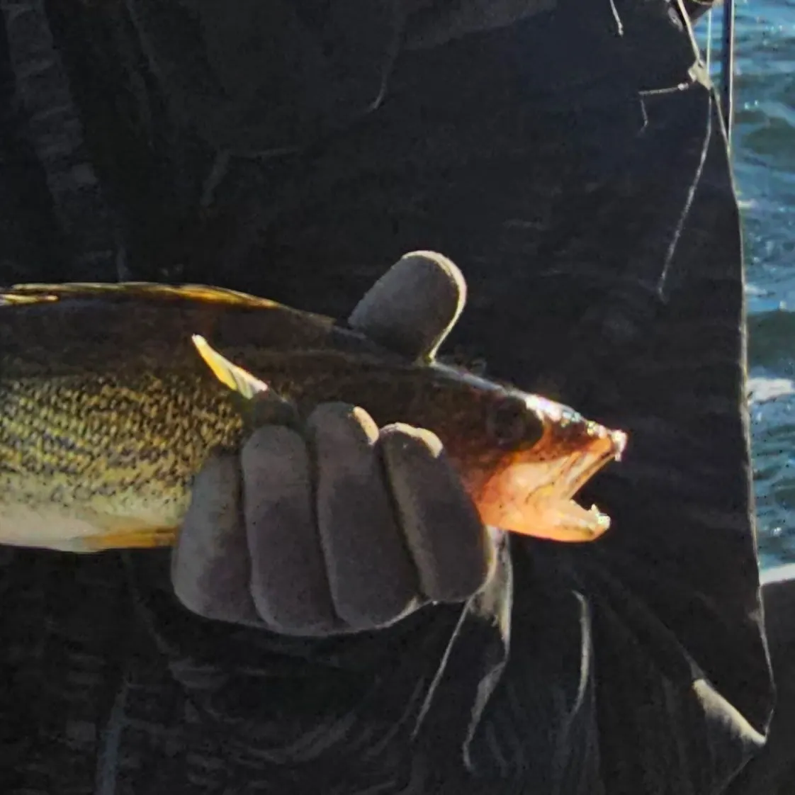 Walleye caught on Fishbrain