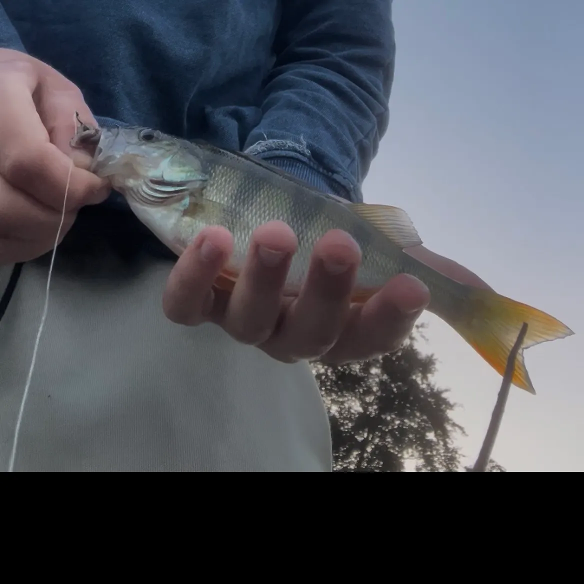 European perch caught on Fishbrain