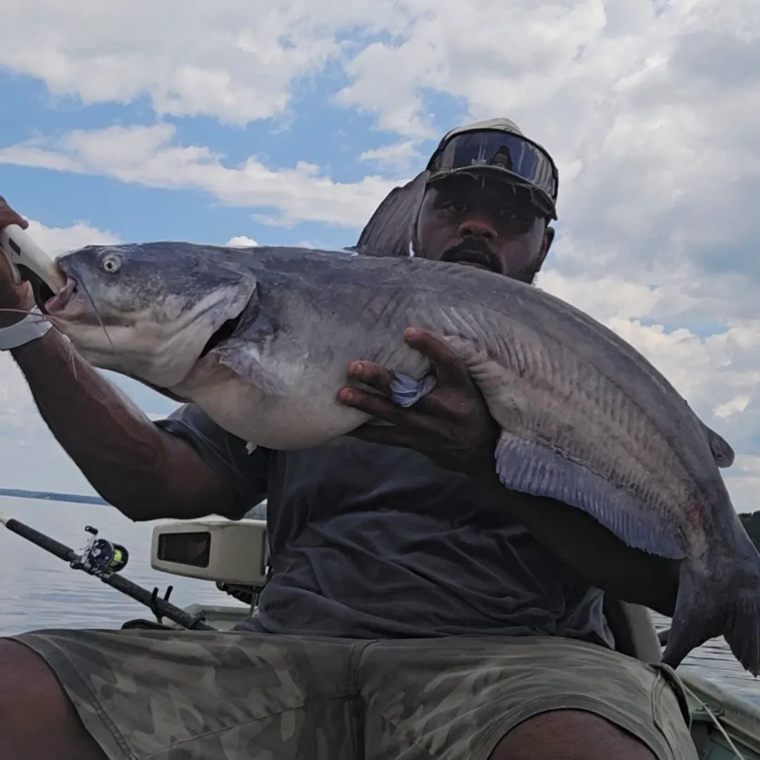 Blue catfish caught on Fishbrain