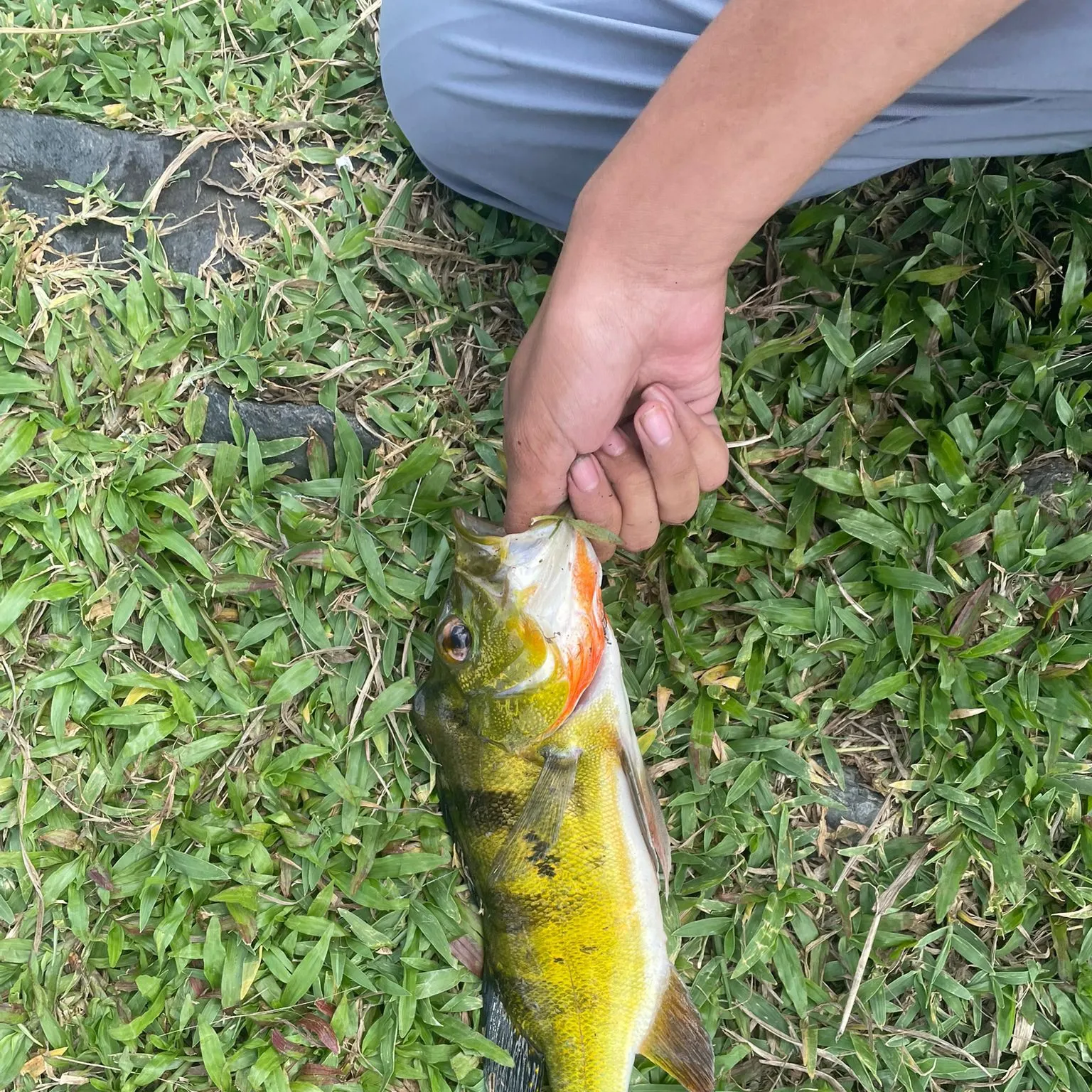 catch