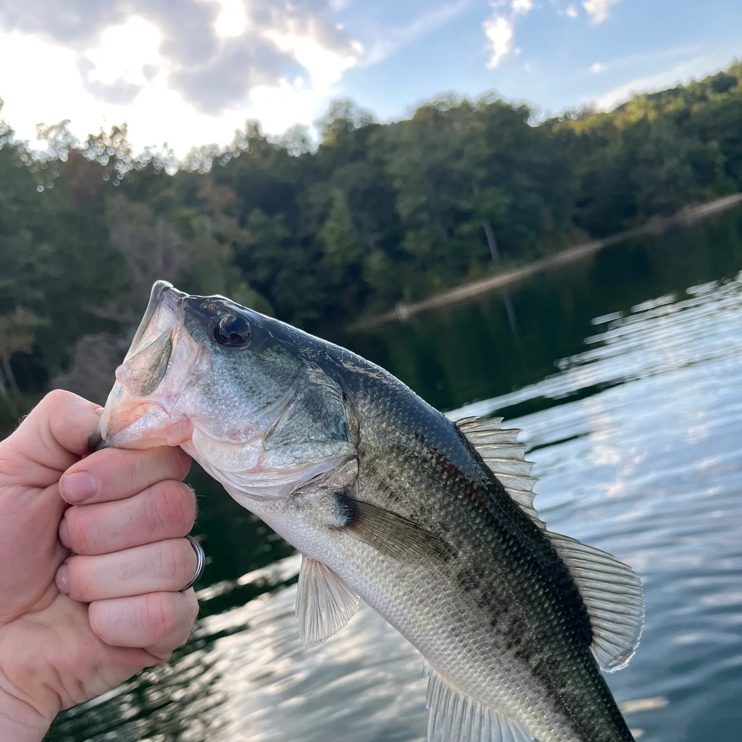 Largemouth bass caught on Fishbrain