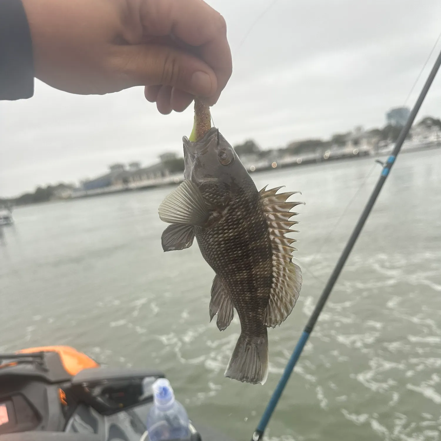 Black sea bass caught on Fishbrain