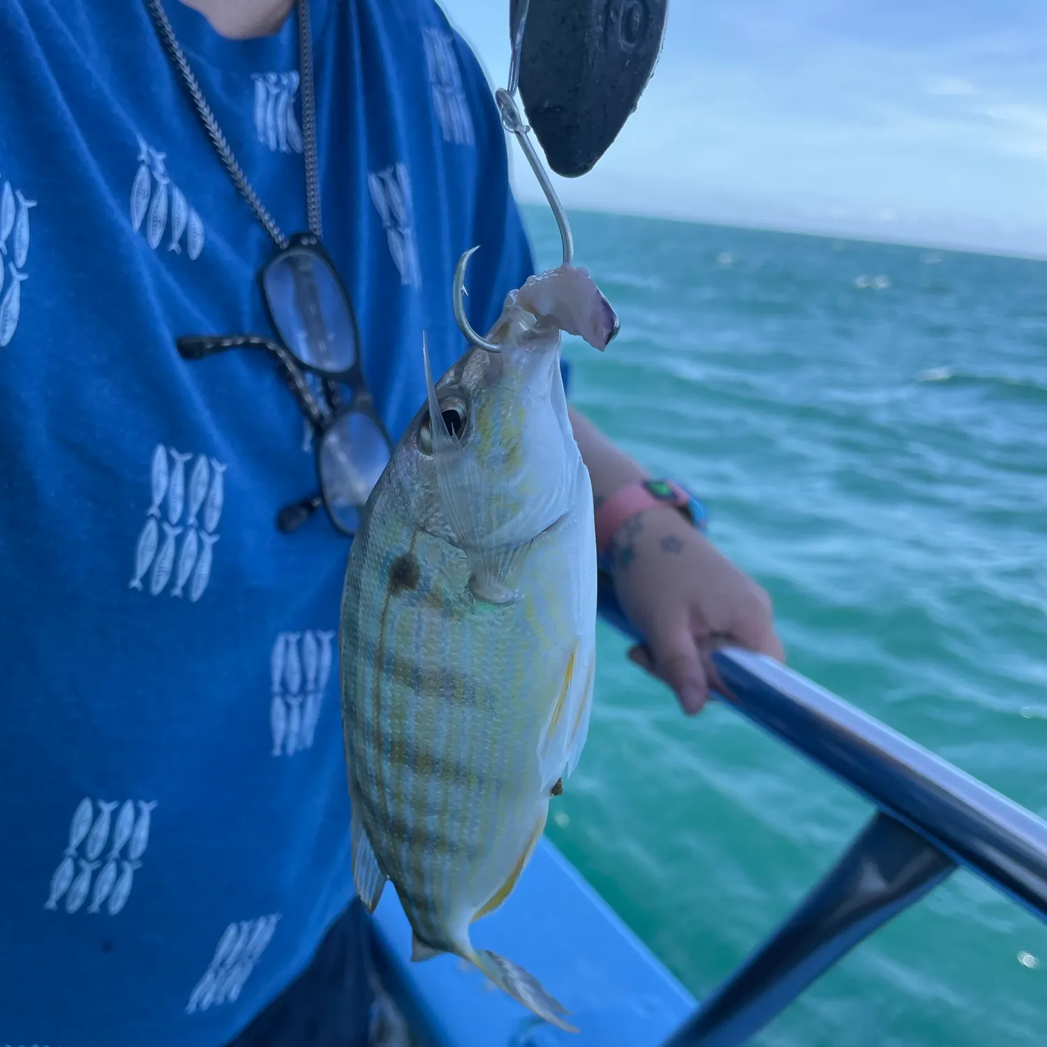 Pinfish caught on Fishbrain