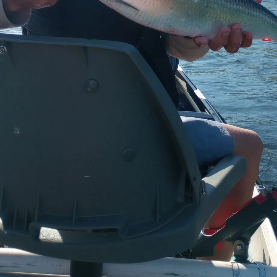 The most recent American shad catches on Fishbrain