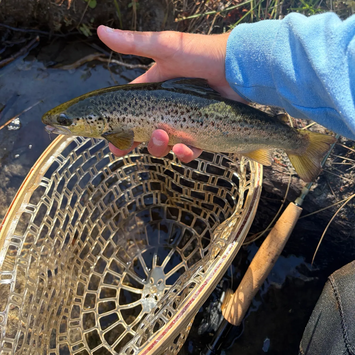Landlocked atlantic salmon caught on Fishbrain