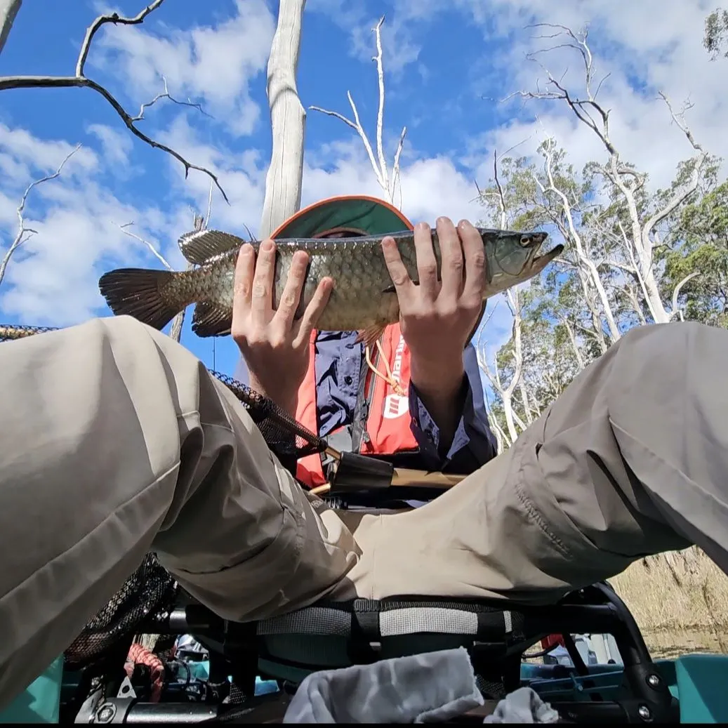 Spotted bonytongue caught on Fishbrain