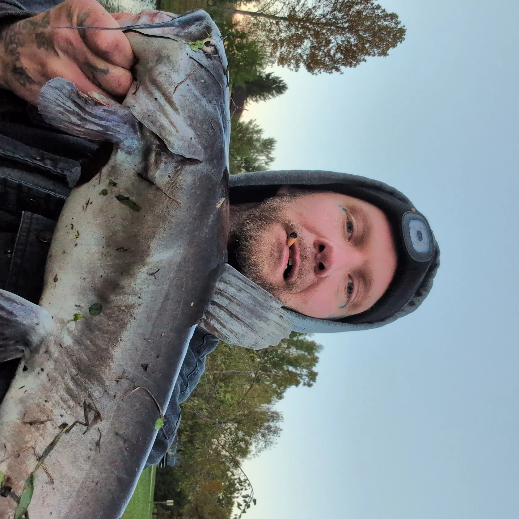 Channel catfish caught on Fishbrain