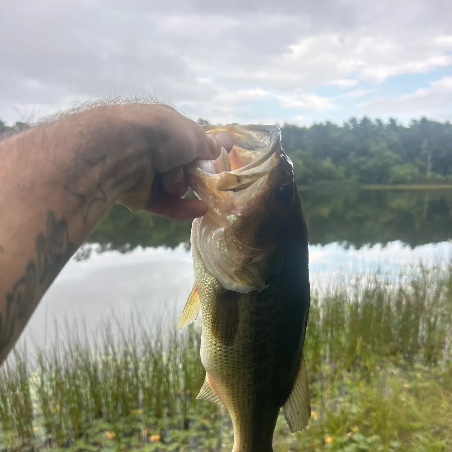 Largemouth bass caught on Fishbrain