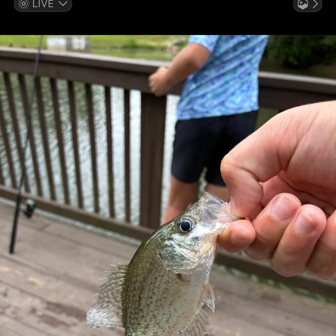 The most recent White crappie catches on Fishbrain
