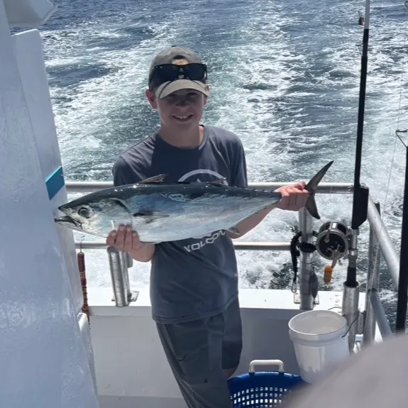 The most recent Plain bonito catches on Fishbrain