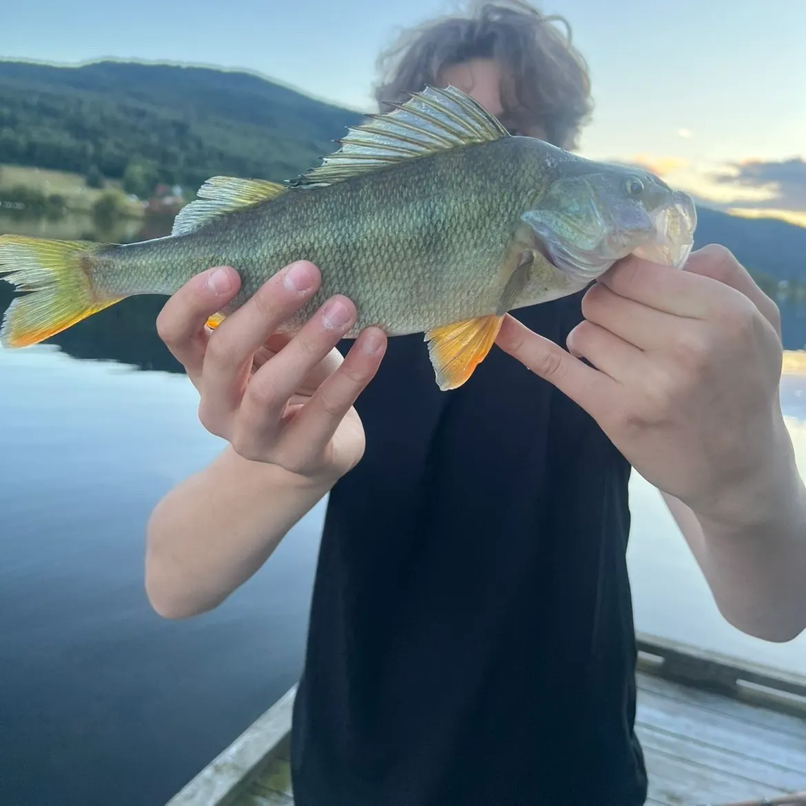 European perch caught on Fishbrain