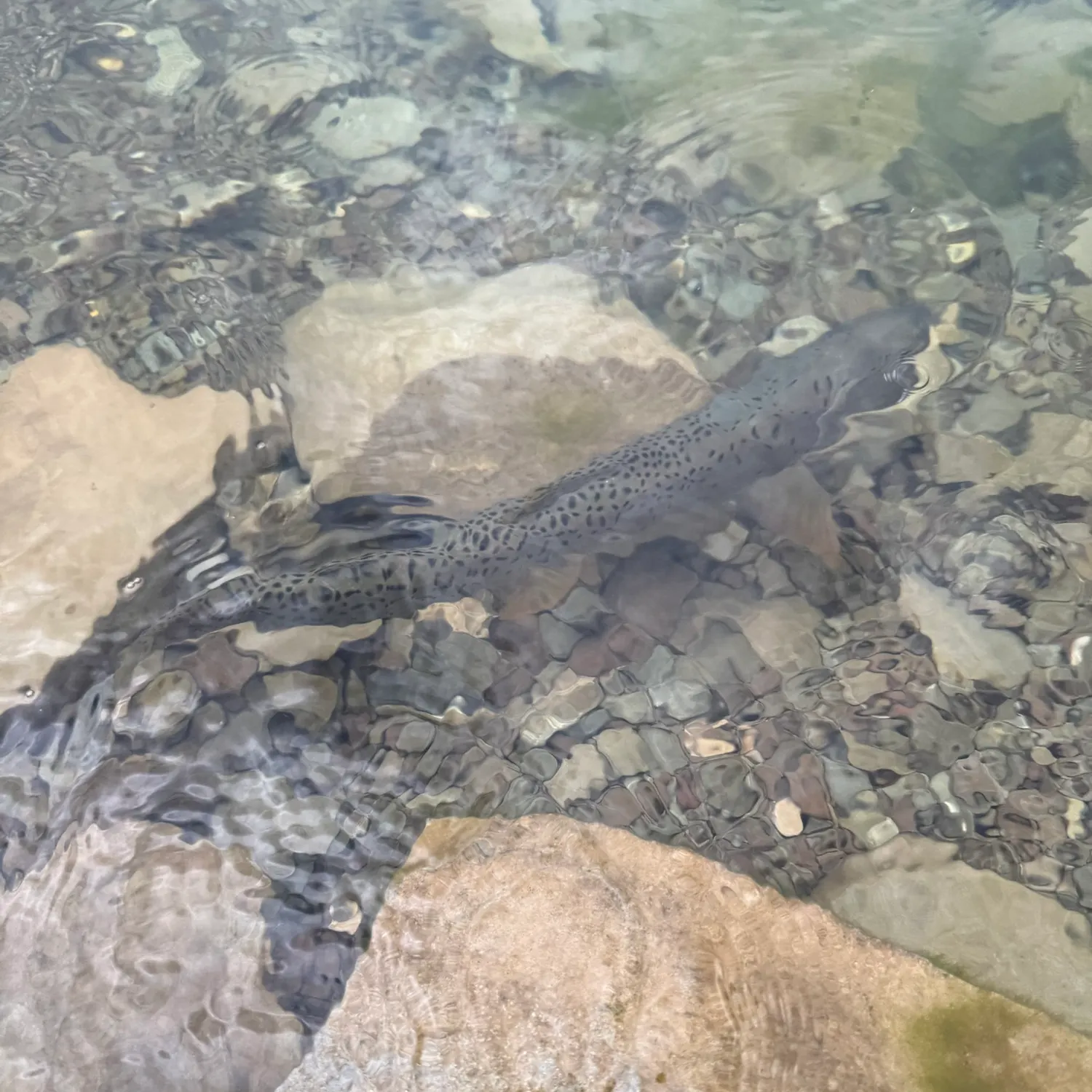 Fish caught on Fishbrain