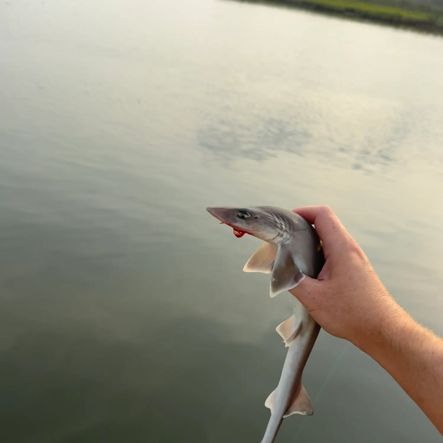 Dusky smooth-hound caught on Fishbrain