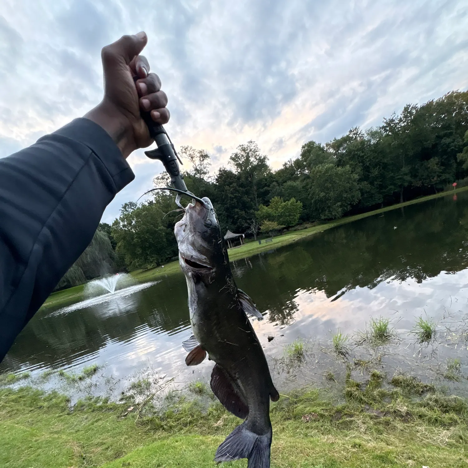 Channel catfish caught on Fishbrain