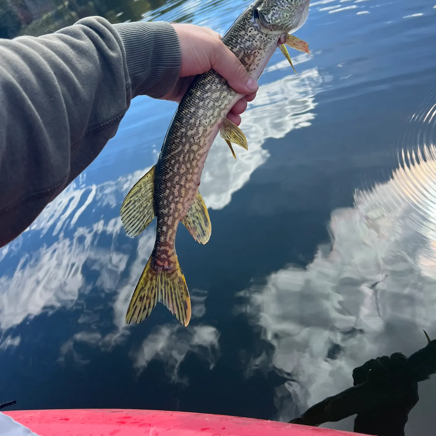 Northern pike caught on Fishbrain