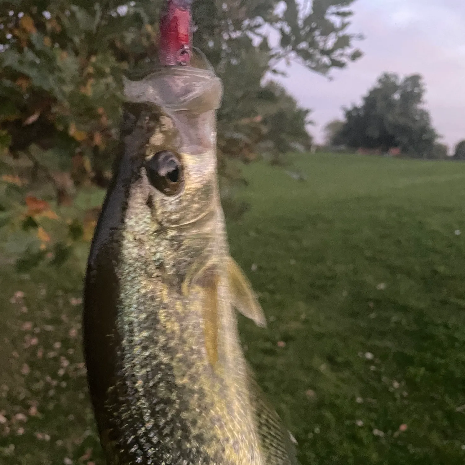 Black crappie caught on Fishbrain