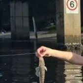 The most recent Dusky flathead catches on Fishbrain