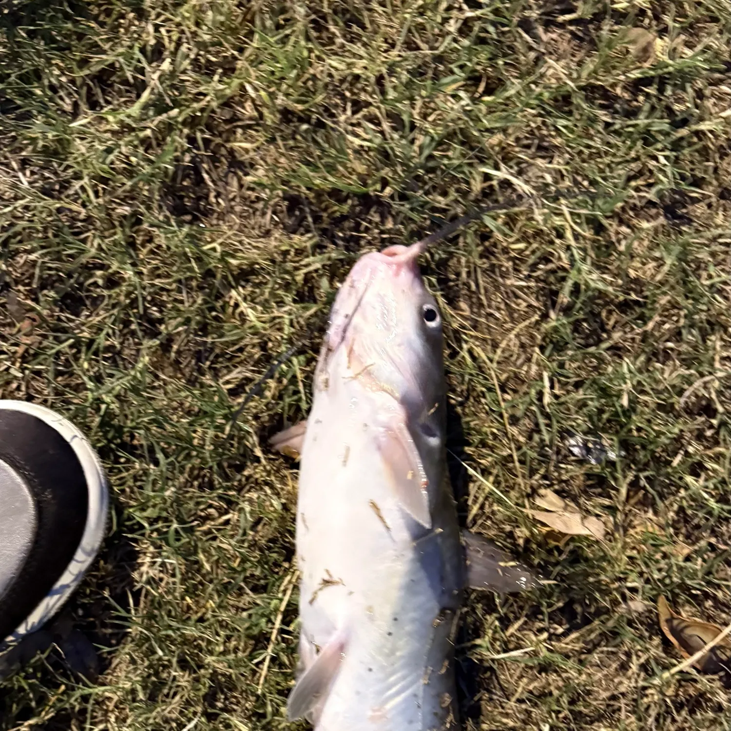 Channel catfish caught on Fishbrain