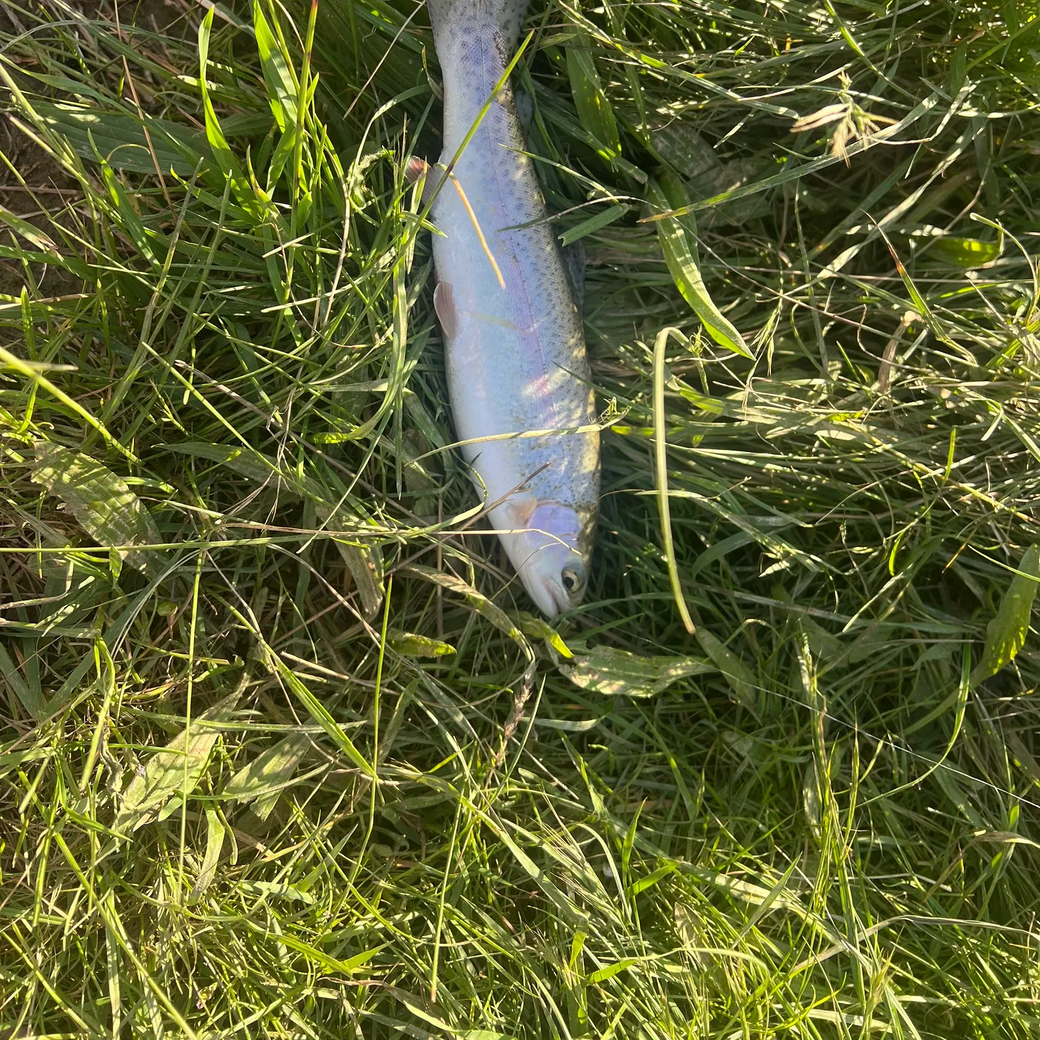 Rainbow trout caught on Fishbrain