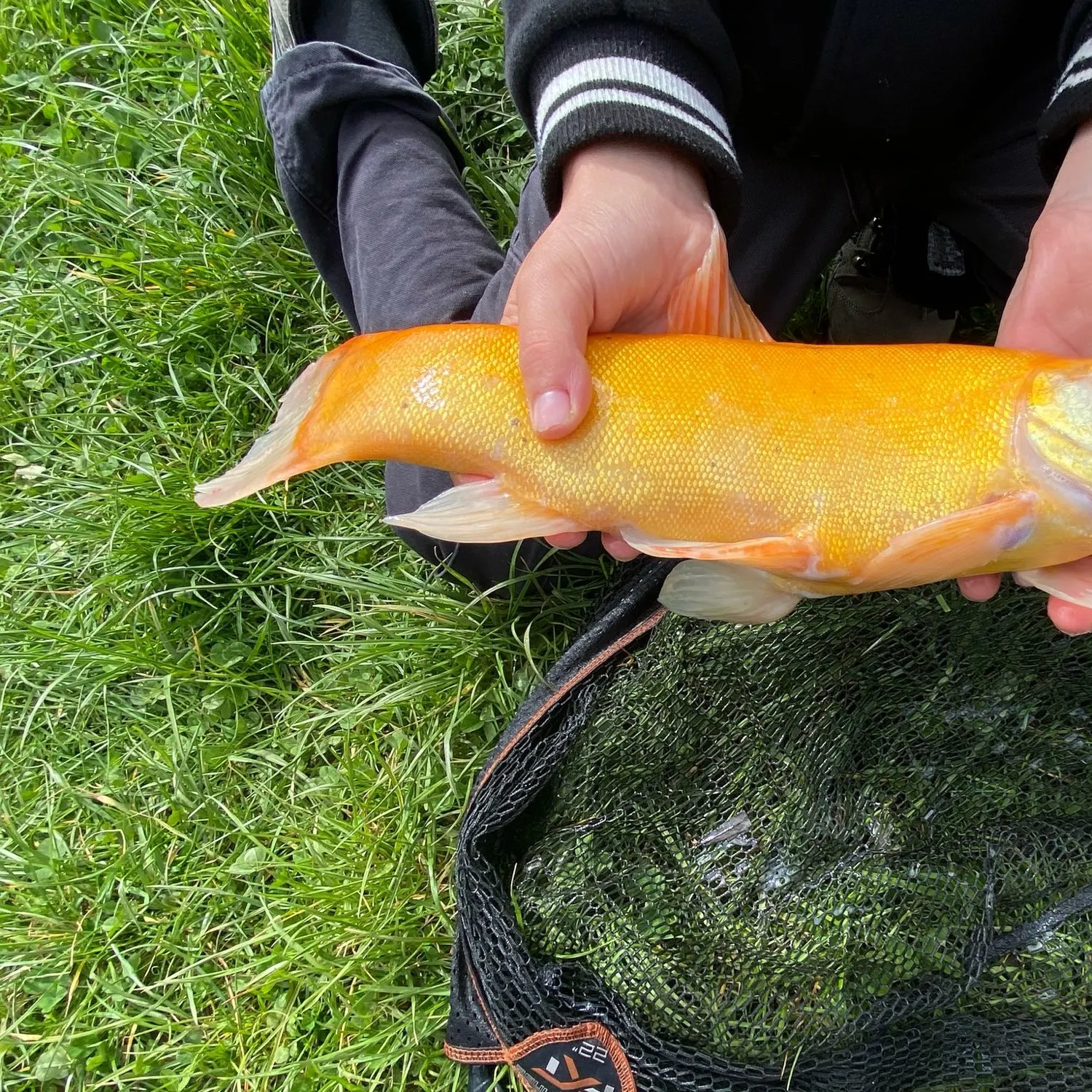 The most recent Golden tench catches on Fishbrain