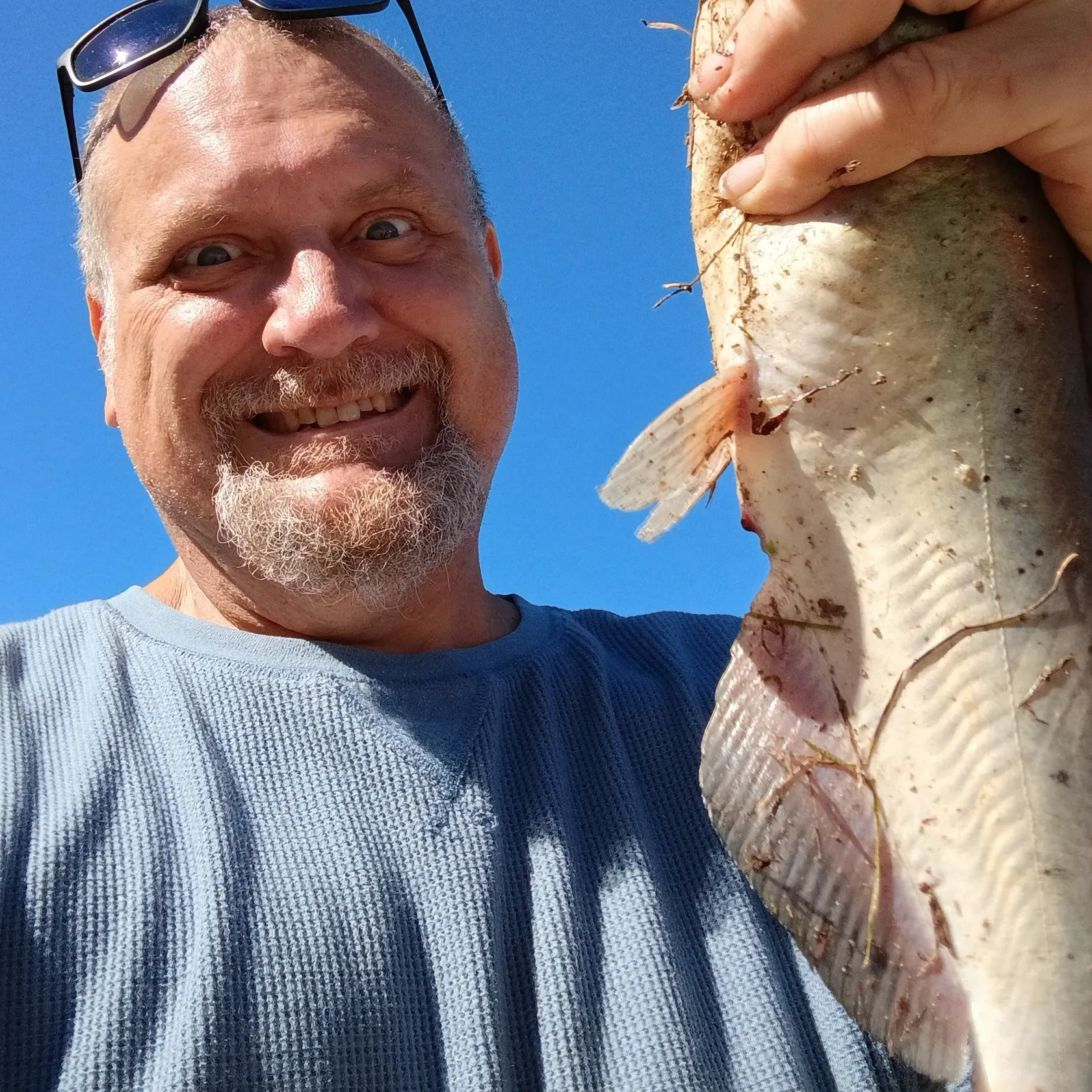 Channel catfish caught on Fishbrain