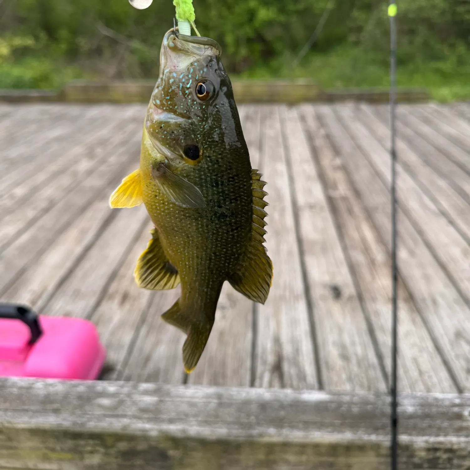 recently logged catches