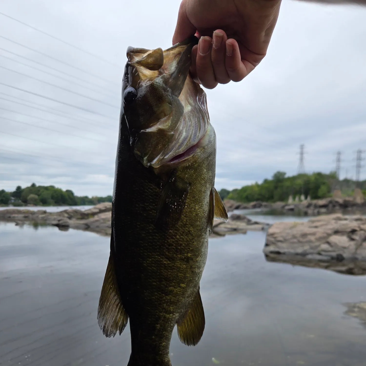 Smallmouth bass caught on Fishbrain