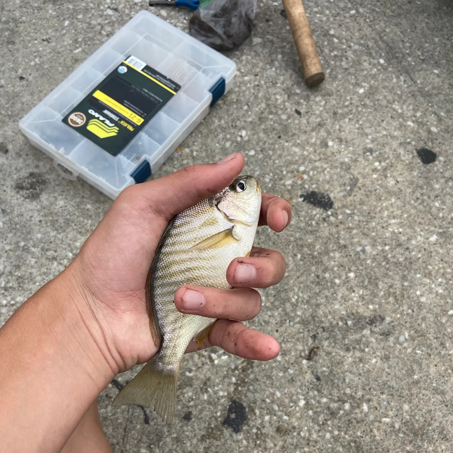 Spot croaker caught on Fishbrain
