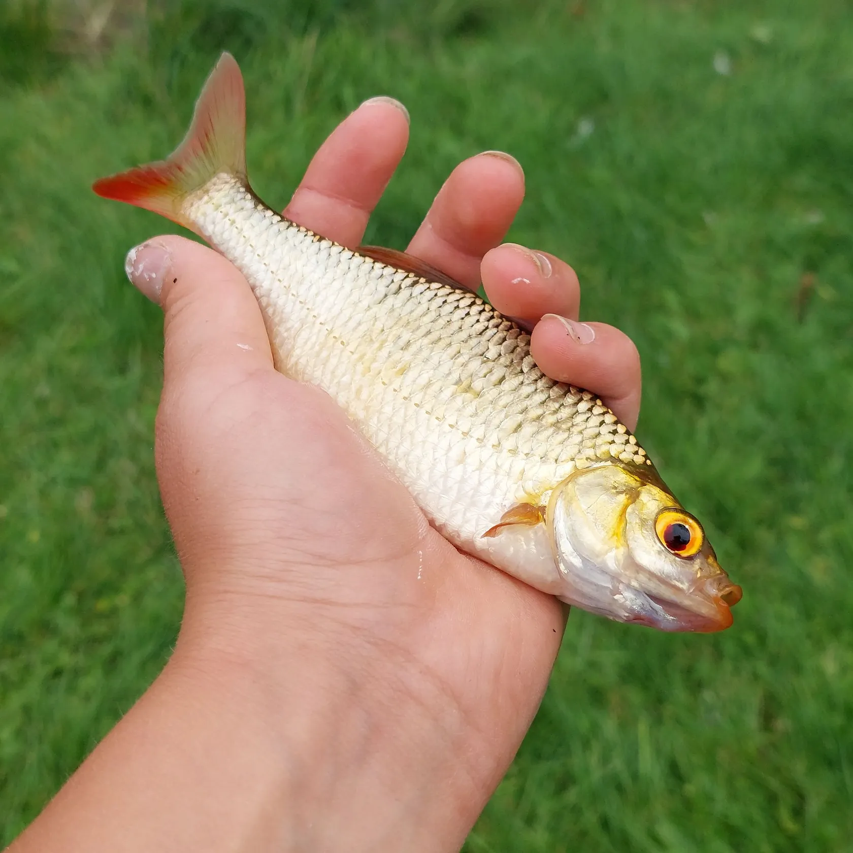 Common rudd caught on Fishbrain