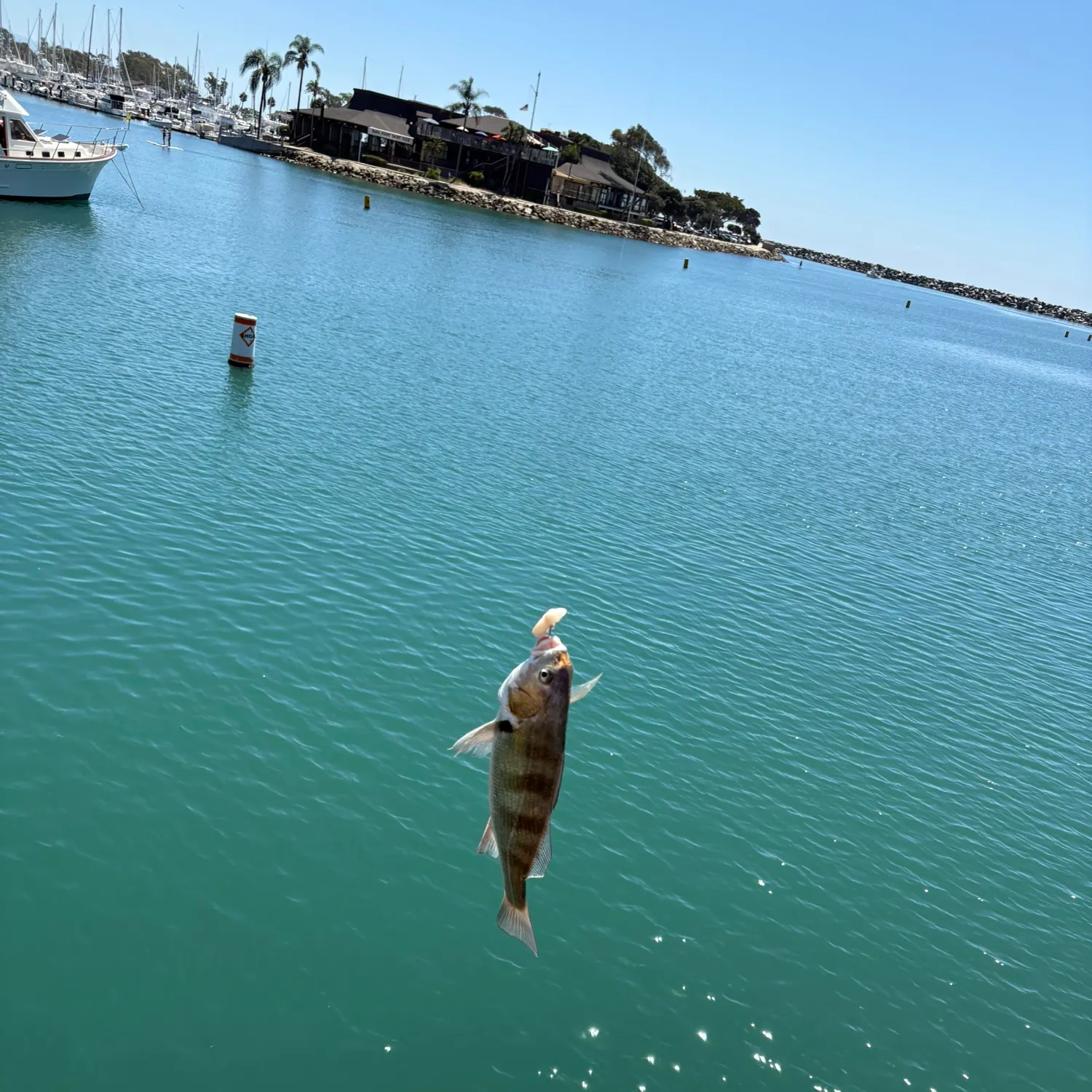 Fish caught on Fishbrain